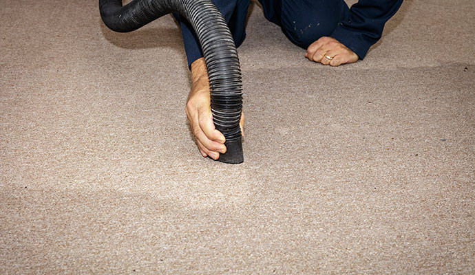 A technician's guiding a large, black ribbed vacuum hose across a tan carpet, with a distinct damp patch visible where water is being extracted